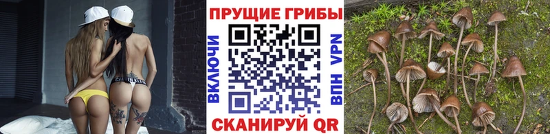 цена наркотик  Аша  Галлюциногенные грибы Cubensis 